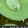 网友拍到鱼游荷上露，这一刻“涸辙之鲋”具象化了！网友：像极了人的一生！_哔哩哔哩_bi